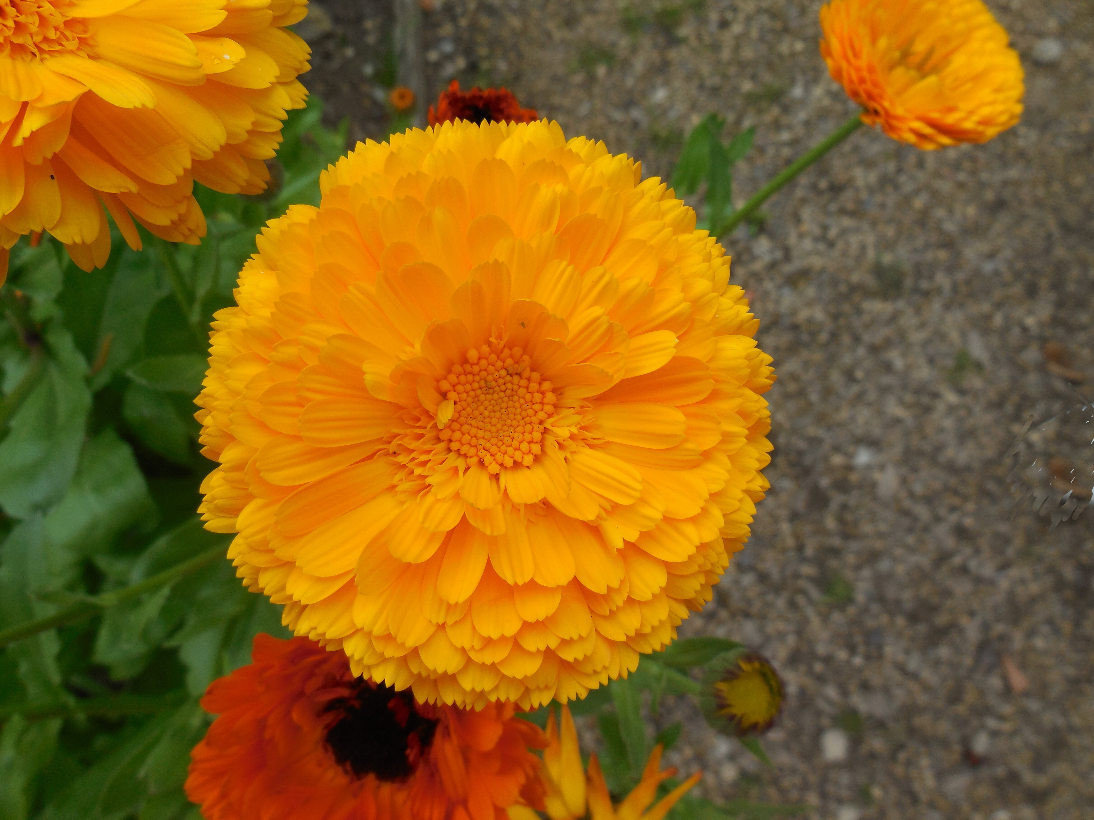 Hall Farm Gardens visit CANCELLED