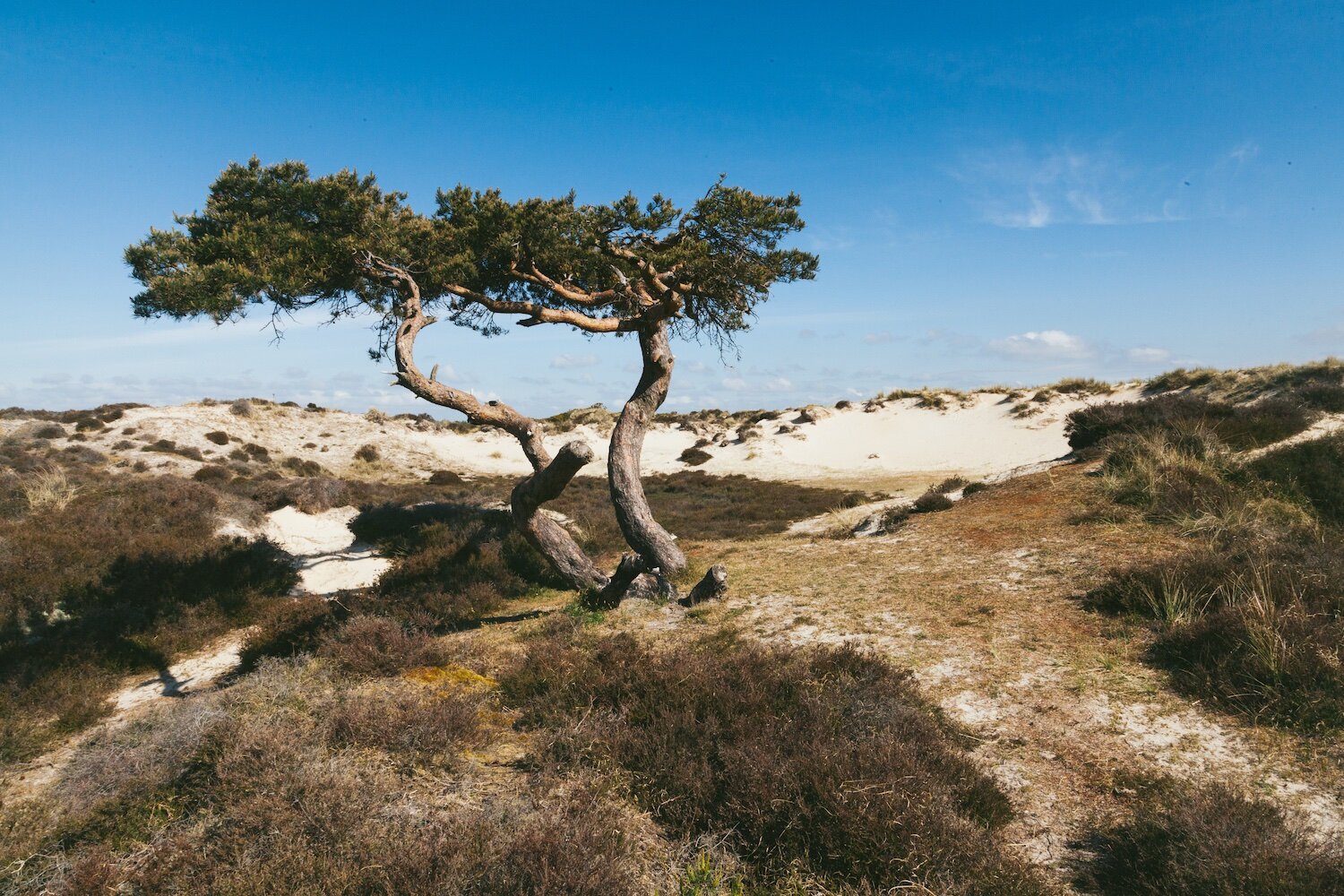 Celebrating World Sand Dune Day - Studland Bay, June 25th - About BN ...